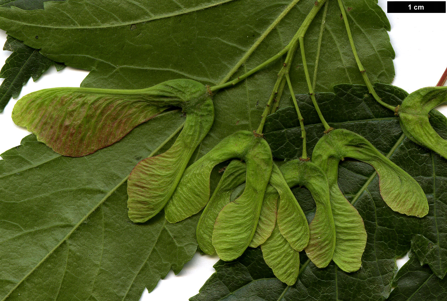 High resolution image: Family: Sapindaceae - Genus: Acer - Taxon: tataricum - SpeciesSub: subsp. ginnala